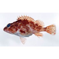 Sebastiscus tertius (Barsukov et Chen, 1978)