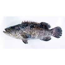 Epinephelus malabaricus (Schneider, 1801)