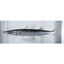 Sphyraena forsteri Cuvier, 1829