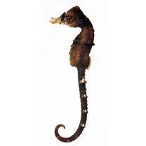 Hippocampus mohnikei Bleeker, 1854