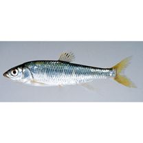 Opsariichthys platypus (Temminck et Schlegel, 1846)