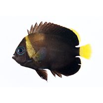 Chaetodontoplus caeruleopunctatus Yasuda et Tominaga, 1976