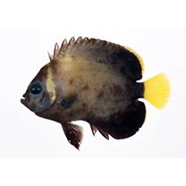 Chaetodontoplus caeruleopunctatus Yasuda et Tominaga, 1976