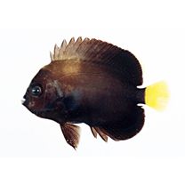 Chaetodontoplus caeruleopunctatus Yasuda et Tominaga, 1976