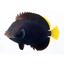 オボロキンチャクダイ(仮称)