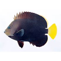 オボロキンチャクダイ(仮称)