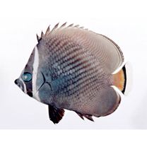 Chaetodon collare Bloch, 1787