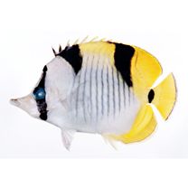 Chaetodon falcula Bloch, 1793