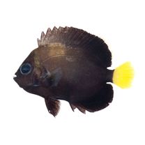 Chaetodontoplus caeruleopunctatus Yasuda et Tominaga, 1976