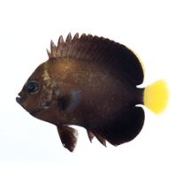 Chaetodontoplus caeruleopunctatus Yasuda et Tominaga, 1976