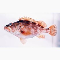 Sebastiscus tertius (Barsukov et Chen, 1978)