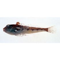 Pseudoblennius cottoides (Richardson, 1848)