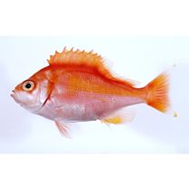 Caprodon schlegelii (Gunther, 1859)