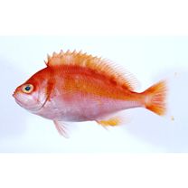 Caprodon schlegelii (Gunther, 1859)