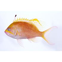 Odontanthias unimaculatus (Tanaka, 1917)