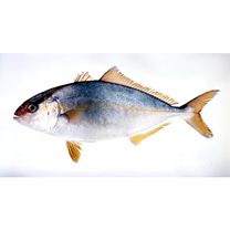 Seriola dumerili (Risso, 1810)