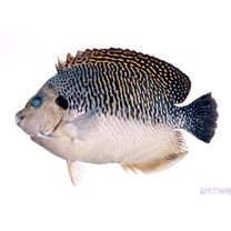 Apolemichthys kingi Heemstra, 1984