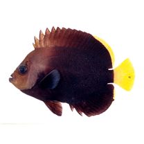 オボロキンチャクダイ(仮称)