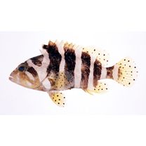 Epinephelus amblycephalus (Bleeker, 1857)