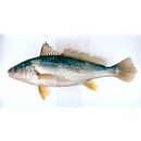 Nibea albiflora (Richardson, 1846)