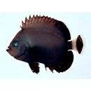 Chaetodontoplus melanosoma (Bleeker, 1853)