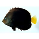 オボロキンチャクダイ(仮称)