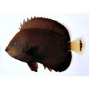 オボロキンチャクダイ(仮称)