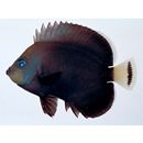 オボロキンチャクダイ(仮称)