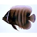 Pomacanthus sexstriatus (Cuvier, 1831)