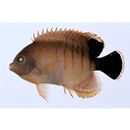 Centropyge eibli Klausewitz, 1963