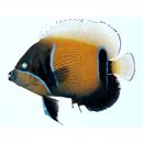 Pomacanthus navarchus (Cuvier, 1831)