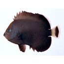 オボロキンチャクダイ(仮称)