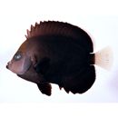 オボロキンチャクダイ(仮称)