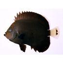 オボロキンチャクダイ(仮称)