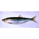 Clupea pallasii Valenciennes, 1847