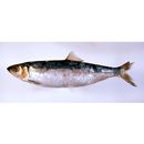 Clupea pallasii Valenciennes, 1847