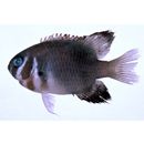 Neoglyphidodon thoracotaeniatus (Fowler et Bean, 1928)