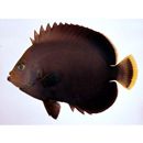 Chaetodontoplus melanosoma (Bleeker, 1853)