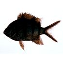 Abudefduf sexfasciatus (Lacepede, 1801)