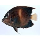 Pomacanthus asfur (Forsskal, 1775)