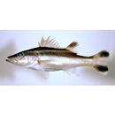 Niphon spinosus Cuvier, 1828