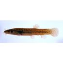 Lefua echigonia Jordan et Richardson, 1907