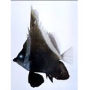 Heniochus varius (Cuvier, 1829)