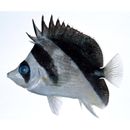 Chaetodon burgessi Allen et Starck, 1973