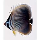 Chaetodon baronessa Cuvier, 1829