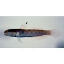 Valenciennea sexguttata (Valenciennes, 1837)