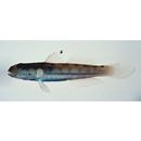 Valenciennea sexguttata (Valenciennes, 1837)