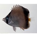 Chaetodon decussatus Cuvier, 1829