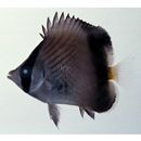 Chaetodon decussatus Cuvier, 1829