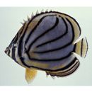 Chaetodon meyeri Bloch et Schneider, 1801